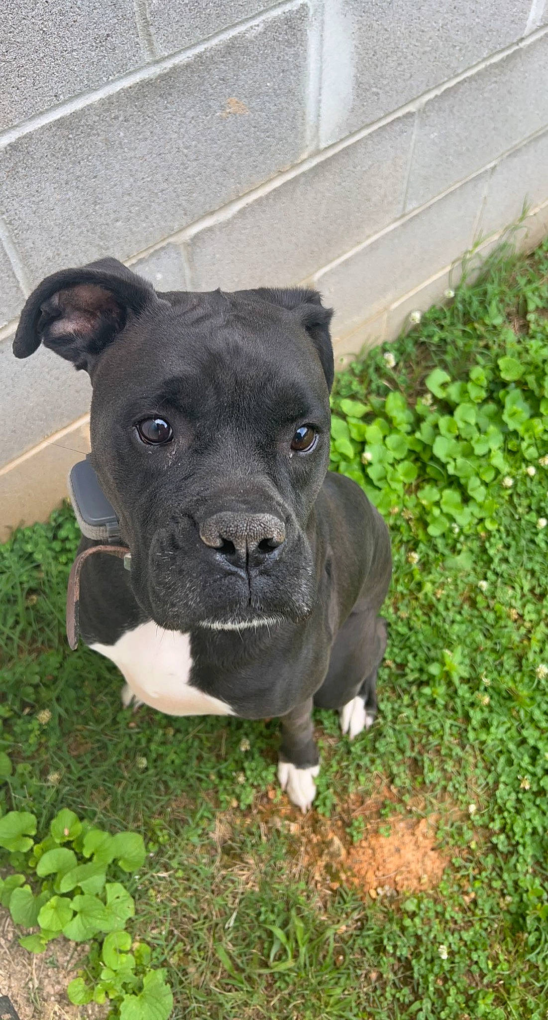 Kodak joined the competition — help win amazing prizes! annual_plant, art, canidae, carnivore, companion_dog, dog, dog_breed, eye, fawn, grass, groundcover, herb, non_sporting_group, plant, snout, sporting_group, tail, terrestrial_animal, working_animal, working_dog