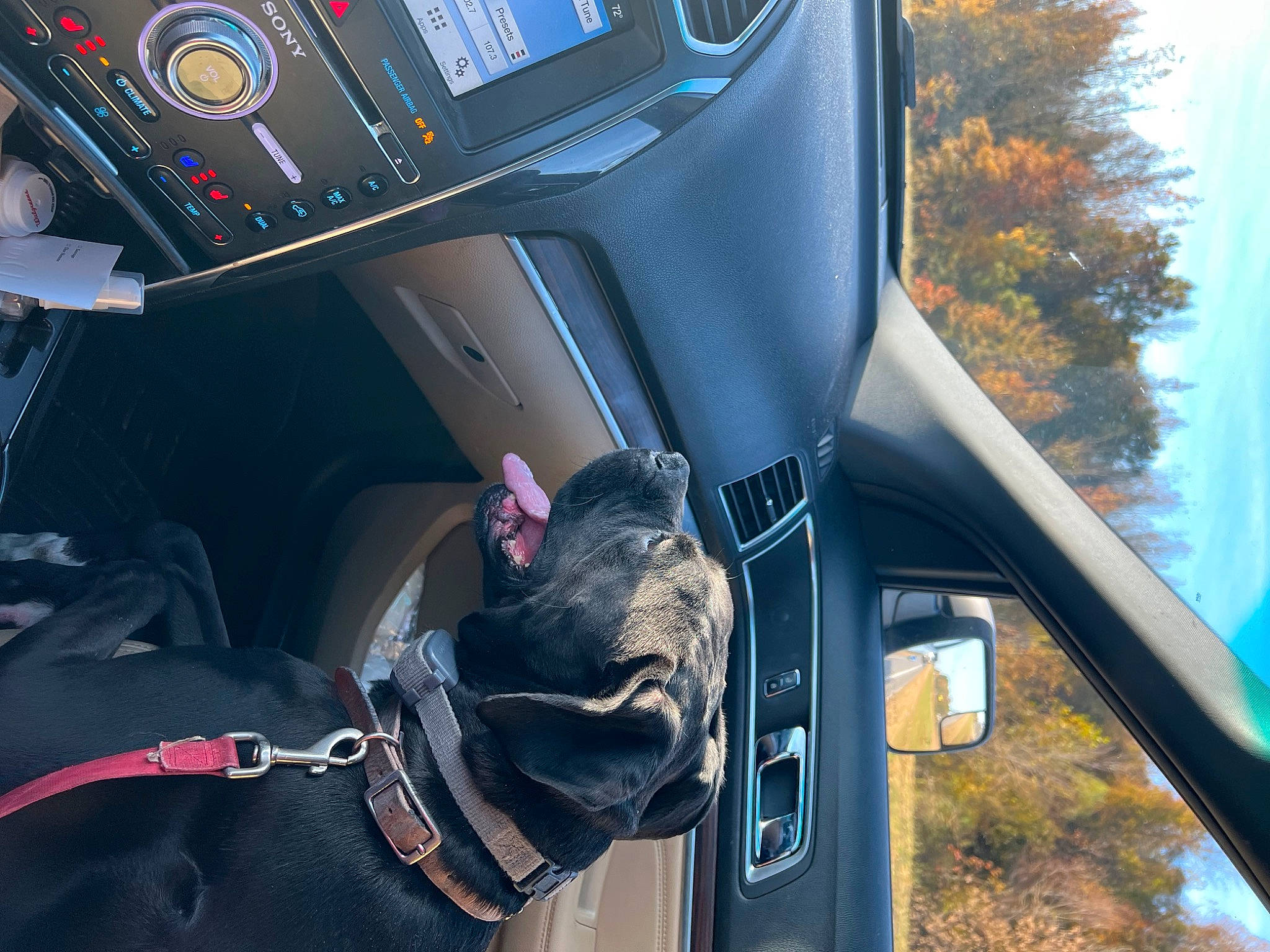 Kodak is registered to the contest to win money with this photo: auto_part, automotive_design, automotive_exterior, automotive_lighting, automotive_mirror, automotive_tire, carnivore, dog, gesture, helmet, hood, light, mode_of_transport, motor_vehicle, plant, sky, tree, vehicle, vehicle_door, window