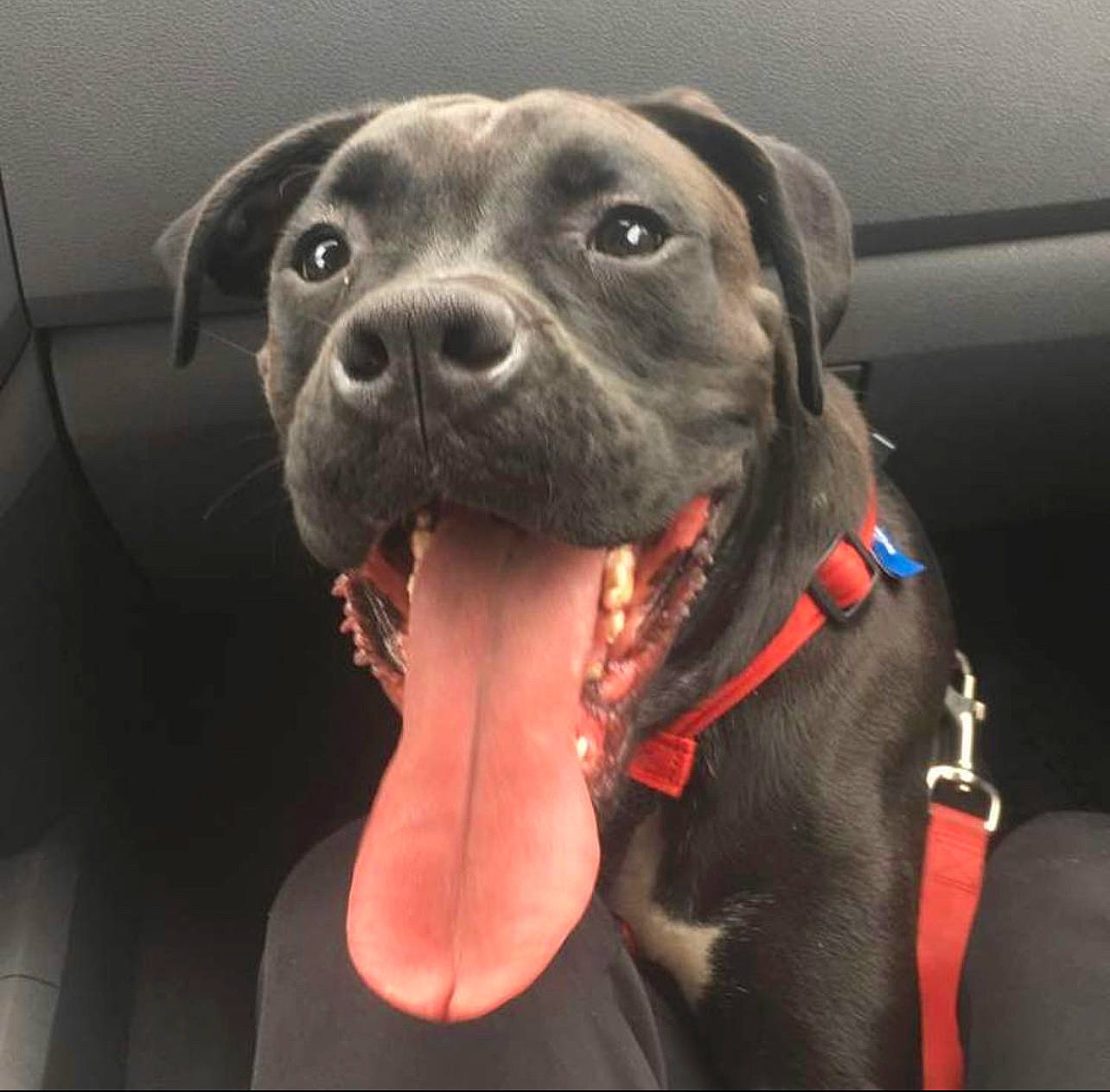 Kodak joined the competition — help win amazing prizes! borador, canidae, carnivore, collar, companion_dog, dog, dog_breed, dog_collar, fawn, fur, guard_dog, gun_dog, liver, metal, pointing_breed, retriever, sporting_group, whiskers, working_animal, working_dog