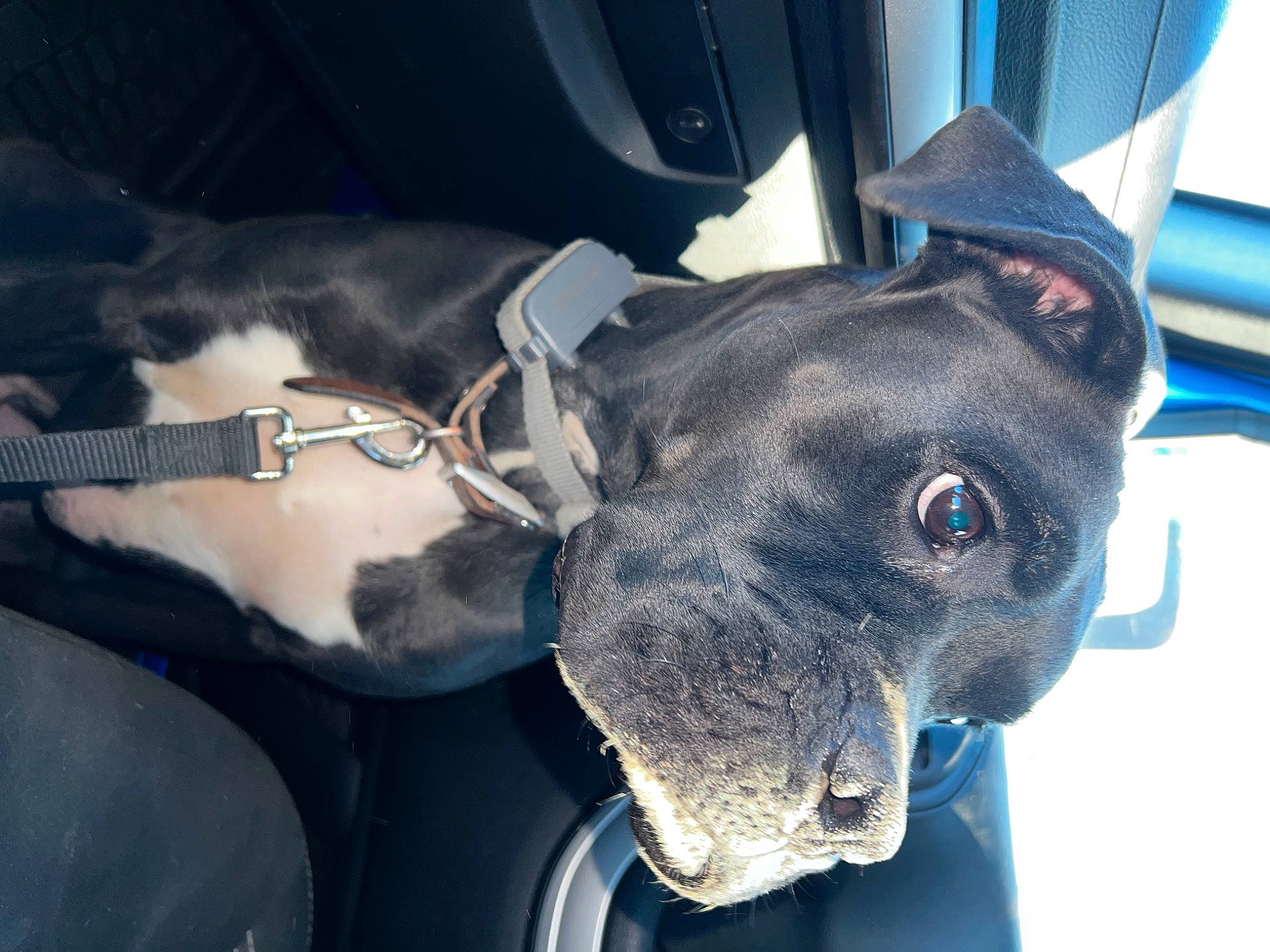 Kodak is registered to the contest to win money with this photo: auto_part, canidae, carnivore, collar, dog, dog_breed, dog_collar, ear, electric_blue, fawn, giant_dog_breed, guard_dog, jaw, liver, non_sporting_group, snout, sporting_group, vehicle_door, whiskers, working_animal