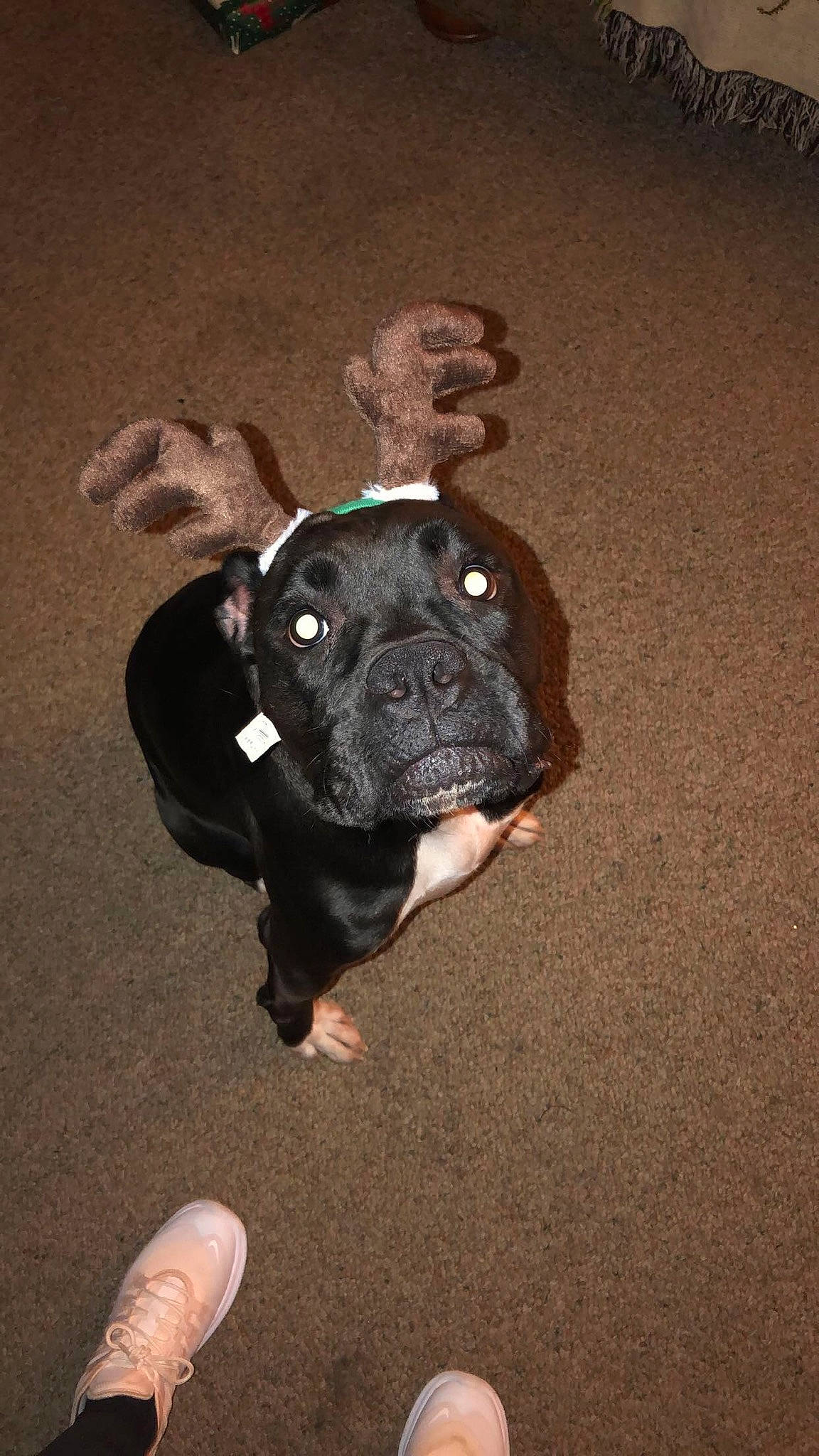 Kodak joined the competition — help win amazing prizes! bulldog, canidae, carnivore, companion_dog, dog, dog_breed, dog_collar, fawn, flash_photography, foot, french_bulldog, molosser, pug, road_surface, sporting_group, terrestrial_animal, toy_dog, whiskers, working_animal, wrinkle