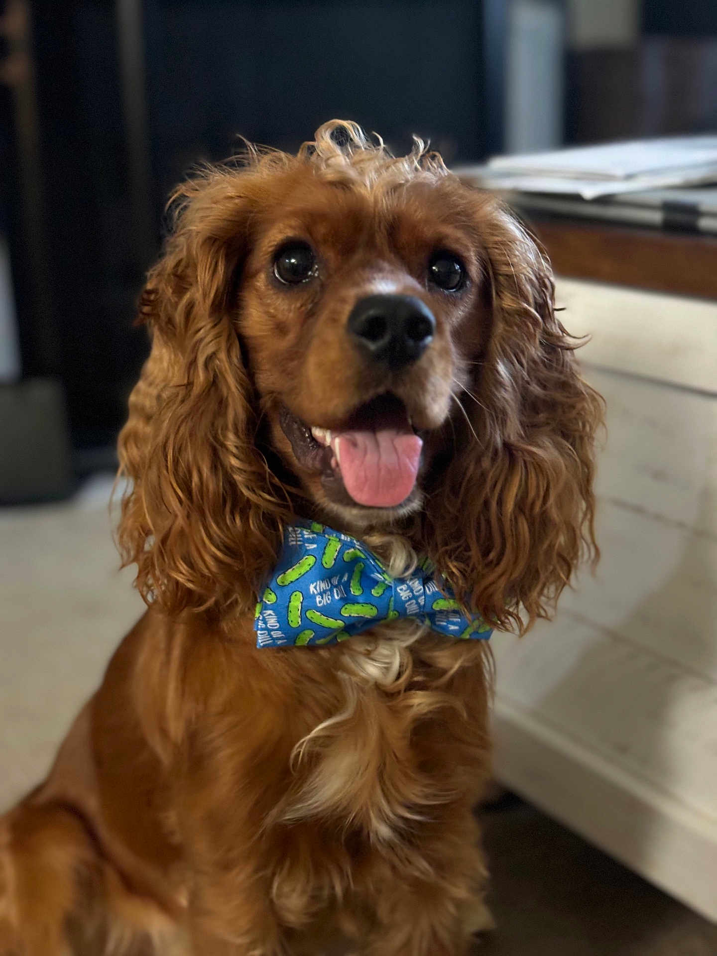 Whiskey joined the competition — help win amazing prizes! dog, brown_dog, bow_tie, indoor, pet, happy, tongue_out, curly_fur, close_up, portrait, animal, cute, fluffy, sitting, companion, friendly, domestic_animal, canine, fur, playful