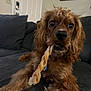 Whiskey joined the competition — help win amazing prizes! dog, brown_dog, curly_fur, pet, indoor, couch, chew_treat, close_up, home_interior, door, wall_art, living_room, canine, animal, fur, companion, cute, domestic, relaxed, portrait