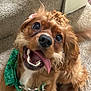 Whiskey joined the competition — help win amazing prizes! dog, brown_dog, curly_fur, green_bandana, tongue_out, happy, pet, canine, indoor, carpet, stairs, playful, cute, fur, collar, closeup, animal, friendly, smiling, tongue