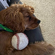 Whiskey joined the competition — help win amazing prizes! dog, golden_brown, sleeping, baseball, toy, paw, couch, indoor, pet, fur, close_up, relaxed, resting, domestic_animal, animal, canine, carpet, green_collar, chewed_toy, cozy