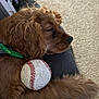 dog, golden_brown, sleeping, baseball, toy, paw, couch, indoor, pet, fur, close_up, relaxed, resting, domestic_animal, animal, canine, carpet, green_collar, chewed_toy, cozy