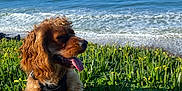 Whiskey joined the competition — help win amazing prizes! dog, curly_hair, harness, sitting, grass, yellow_flowers, ocean, waves, sunny, daylight, outdoor, nature, greenery, pet, canine, tongue_out, coast, landscape, leash, happy