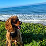 dog, curly_hair, harness, sitting, grass, yellow_flowers, ocean, waves, sunny, daylight, outdoor, nature, greenery, pet, canine, tongue_out, coast, landscape, leash, happy