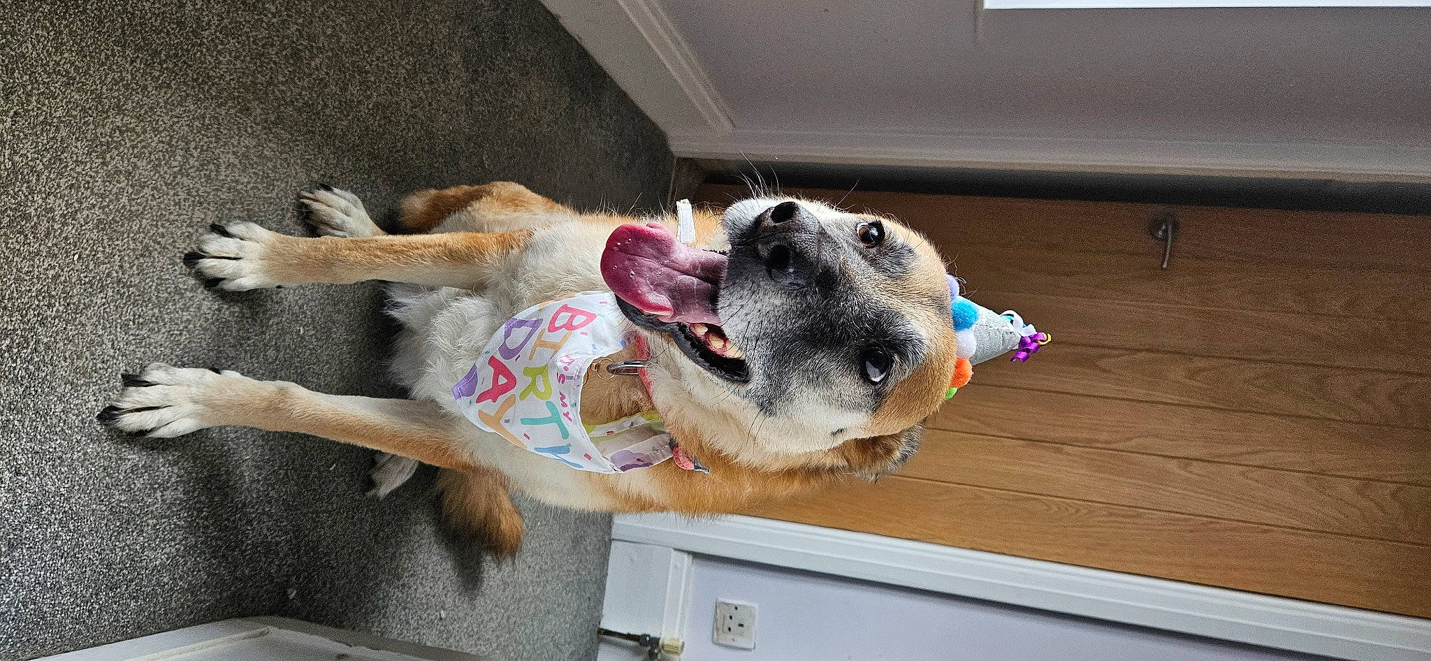 Cookie is registered to the contest to win money with this photo: canidae, carnivore, collar, companion_dog, dog, dog_breed, dog_supply, fawn, fur, non_sporting_group, pet_supply, snout, sporting_group, wood, working_animal