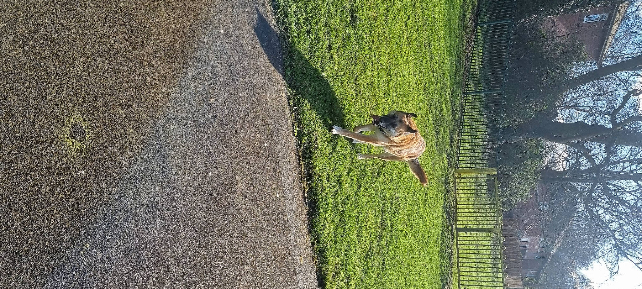 Cookie is registered to the contest to win money with this photo: asphalt, canidae, carnivore, companion_dog, dog, dog_breed, fawn, grass, leisure, plant, road_surface, shadow, shrub, sidewalk, soil, sporting_group, tail, tar, tree, wildlife