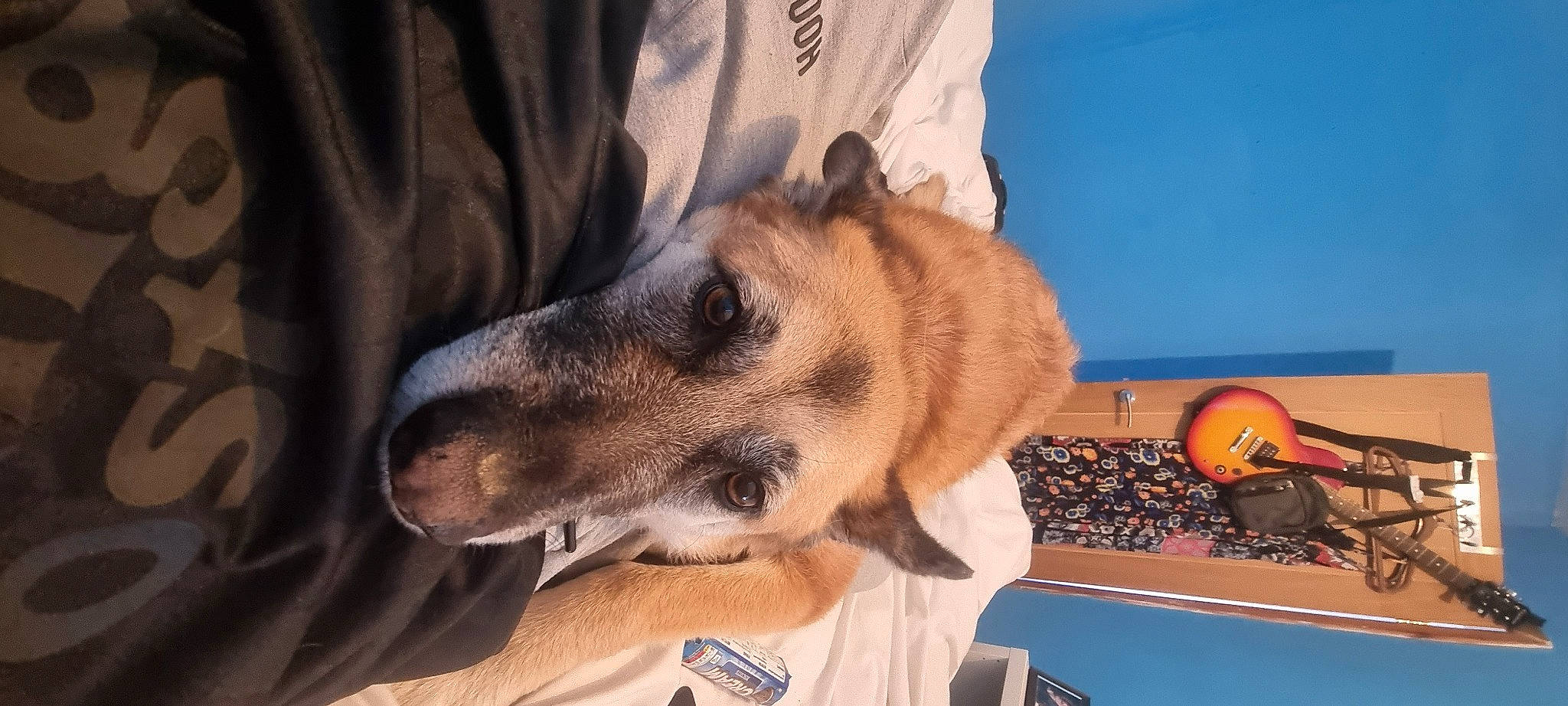 Cookie joined the competition — help win amazing prizes! canidae, carnivore, collar, comfort, companion_dog, dog, dog_breed, dress_shirt, fawn, fur, paw, pet_supply, snout, sporting_group, terrestrial_animal, whiskers, working_animal