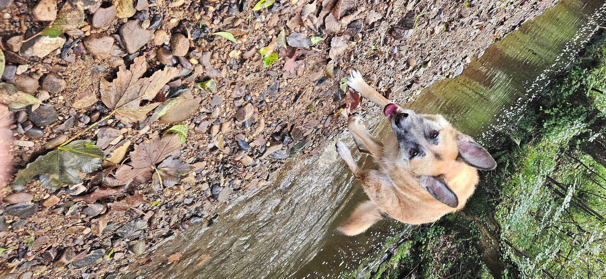 Cookie joined the competition — help win amazing prizes! adventure, bedrock, canidae, carnivore, companion_dog, dog, dog_breed, dog_hiking, fawn, plant, recreation, rock, soil, sporting_group, tail, toy, tree, trunk, wood, working_animal