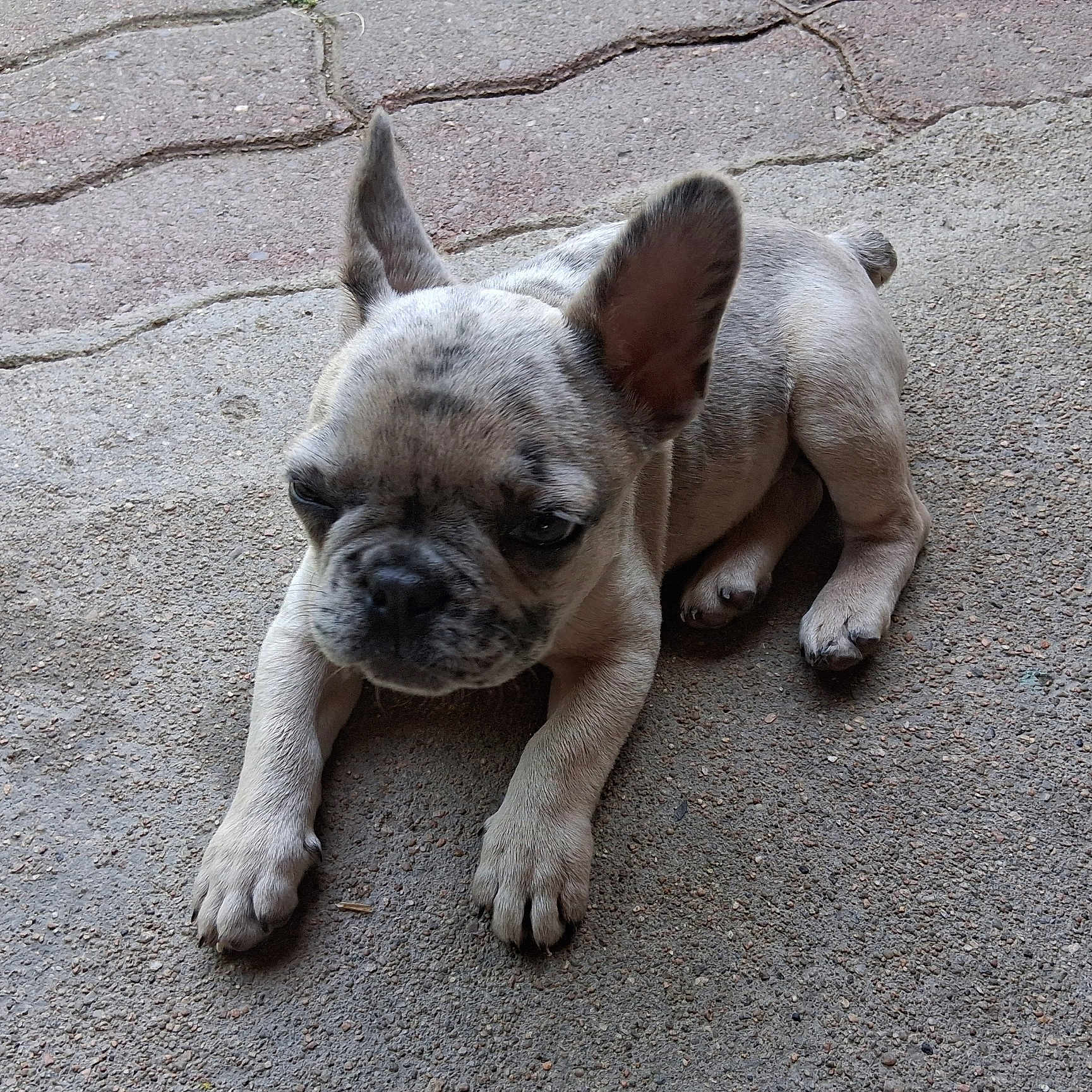Abby a rejoint le concours — aidez-le/la à gagner de superbes lots ! animal, canine, concrete, cute, dog, ear, french_bulldog, laying_down, mammal, one_ear_down, one_ear_up, outdoor, paw, pet, puppy, resting, sleepy, small, texture, young