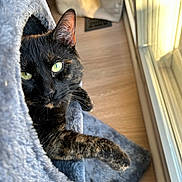 Lia joined the competition — help win amazing prizes! cat, tortoiseshell, pet, animal, indoor, sunlight, window, gray, cozy, fur, whiskers, green_eyes, relaxed, looking, cute, feline, home, cat_condo, soft, resting