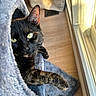 cat, tortoiseshell, pet, animal, indoor, sunlight, window, gray, cozy, fur, whiskers, green_eyes, relaxed, looking, cute, feline, home, cat_condo, soft, resting