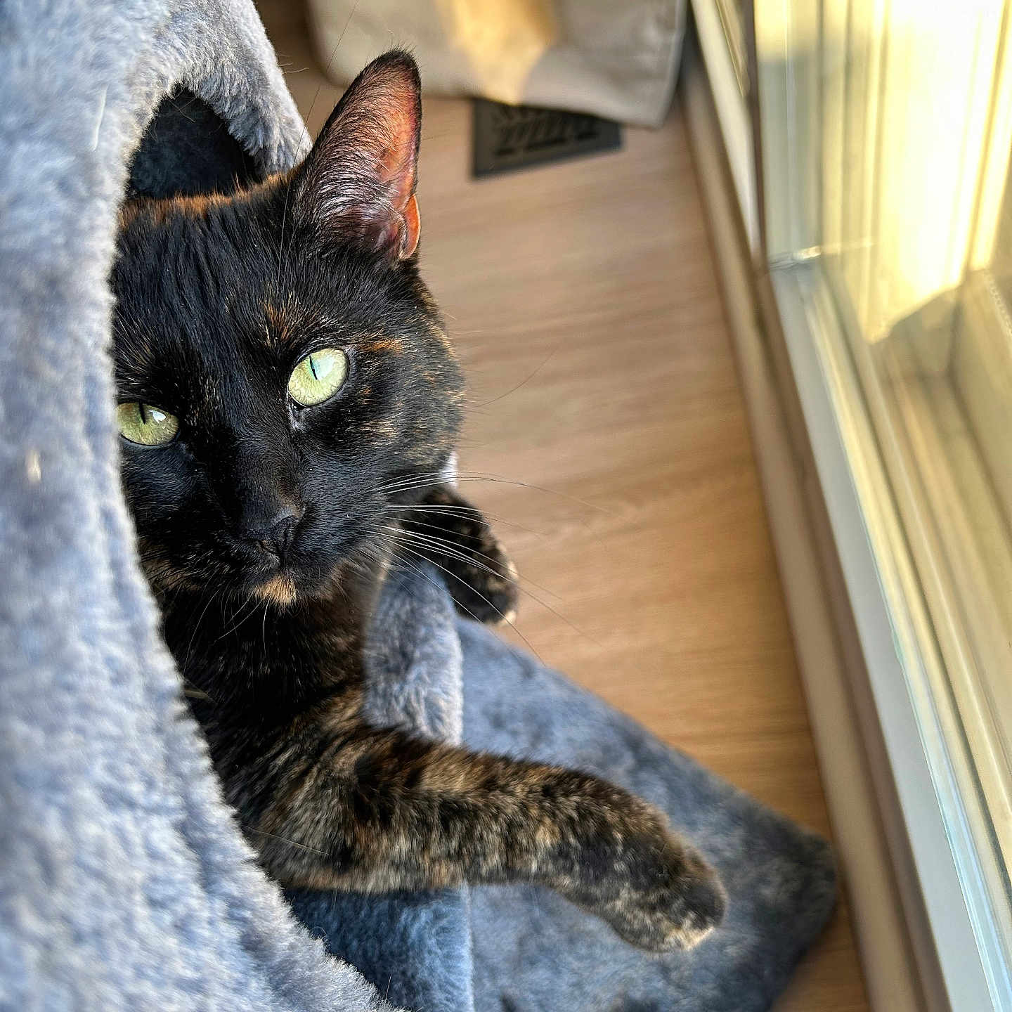 Lia joined the competition — help win amazing prizes! cat, tortoiseshell, pet, animal, indoor, sunlight, window, gray, cozy, fur, whiskers, green_eyes, relaxed, looking, cute, feline, home, cat_condo, soft, resting