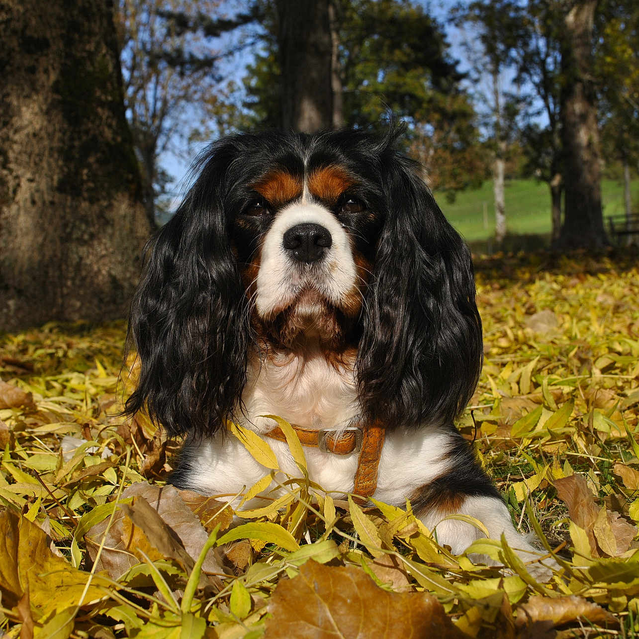 Fairly a rejoint le concours — aidez-le/la à gagner de superbes lots ! animal, canine, cockerspaniel, dog, field, grass, grassland, hound, land, leaf, nature, outdoors, papillon, pet, plant, puppy, tree, treetrunk, vegetation, woodland