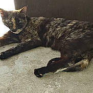 Momma Kitty is registered to the contest to win money with this photo: animal, casual, cat, closeup, concrete_floor, ears, feline, lying_down, mottled_fur, outdoor, paw, pet, relaxed, resting, shadow, sleepy, sunlight, tail, tortoiseshell, whiskers