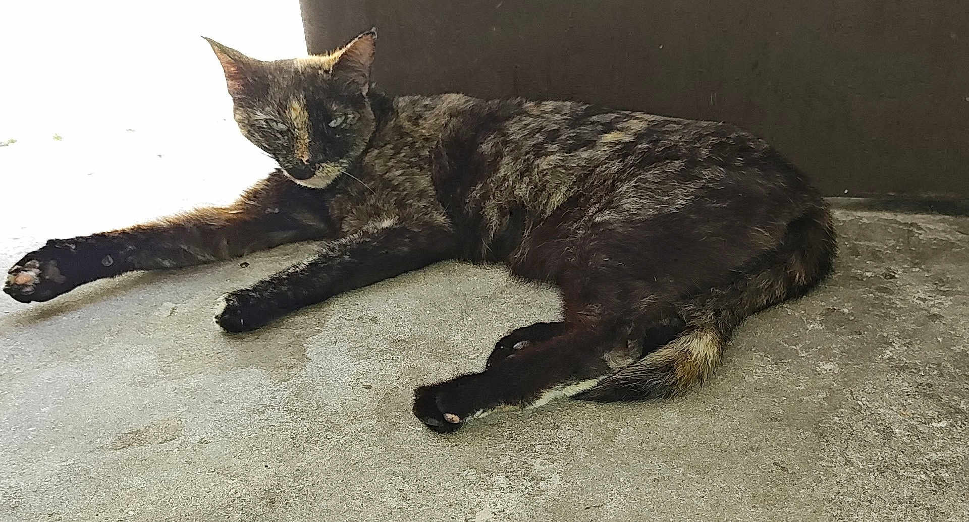 Momma Kitty