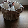 Gohan participe au concours pour gagner de l'argent avec cette photo : animal, basket, blue_eyes, cat, cozy, curious, cute, daylight, domestic_cat, ears, fur, indoor, kitten, pet, sitting, small, whiskers, window, wooden_floor, woven_basket