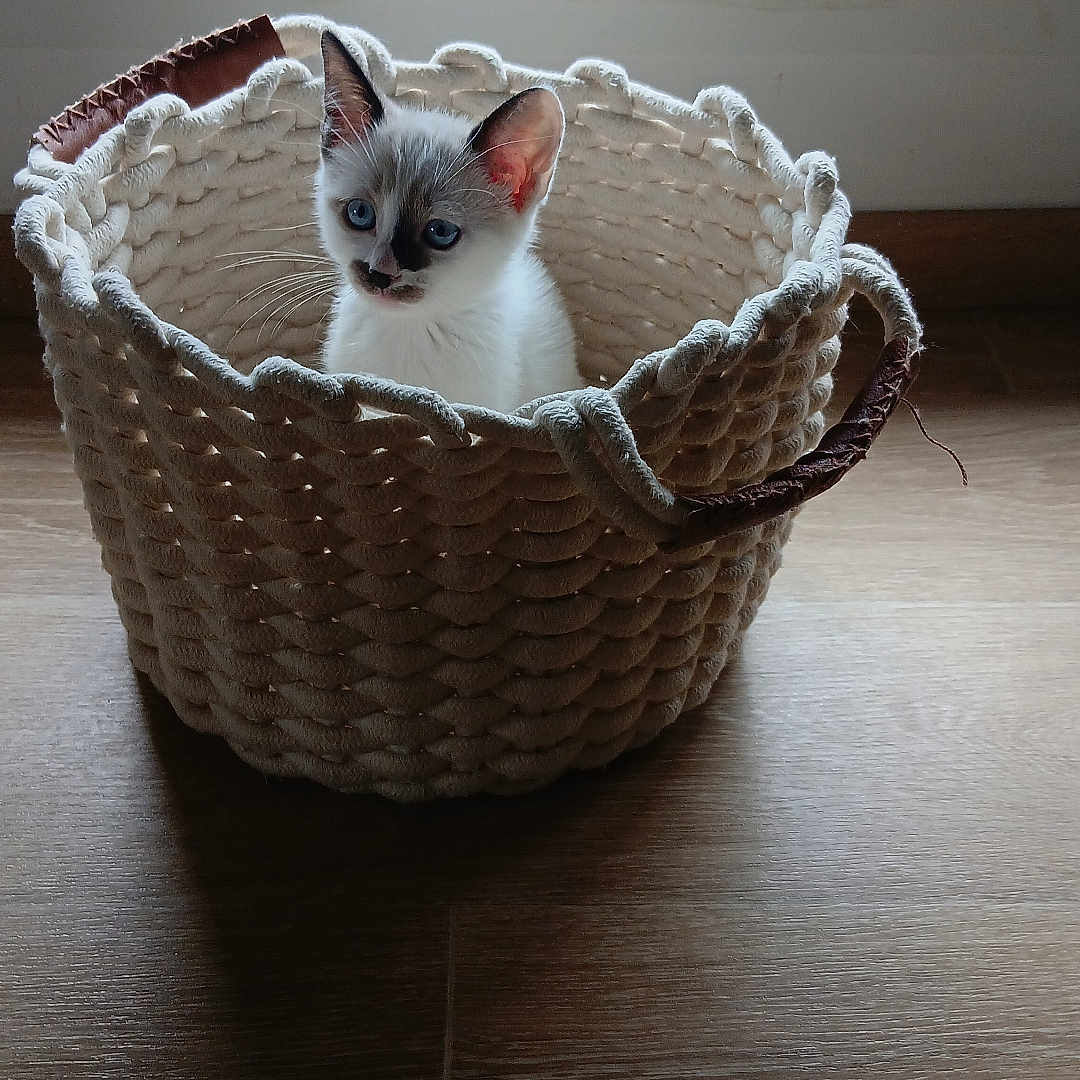 Gohan participe au concours pour gagner de l'argent avec cette photo : animal, basket, blue_eyes, cat, cozy, curious, cute, daylight, domestic_cat, ears, fur, indoor, kitten, pet, sitting, small, whiskers, window, wooden_floor, woven_basket