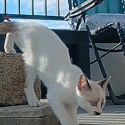 Gohan a rejoint le concours — aidez-le/la à gagner de superbes lots ! cat, kitten, white_cat, blue_eyes, stone_steps, balcony, outdoor, sunlight, chair, railing, curious, pet, animal, young_cat, shadow, floor, daylight, feline, playful, house_pet