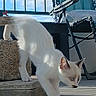 cat, kitten, white_cat, blue_eyes, stone_steps, balcony, outdoor, sunlight, chair, railing, curious, pet, animal, young_cat, shadow, floor, daylight, feline, playful, house_pet