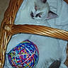 Gohan a rejoint le concours — aidez-le/la à gagner de superbes lots ! animal, ball_of_yarn, basket, blanket, cat, cozy, cute, ears, feline, fur, indoor, pet, playing, resting, soft, tail, white_cat, wood, woven, yarn