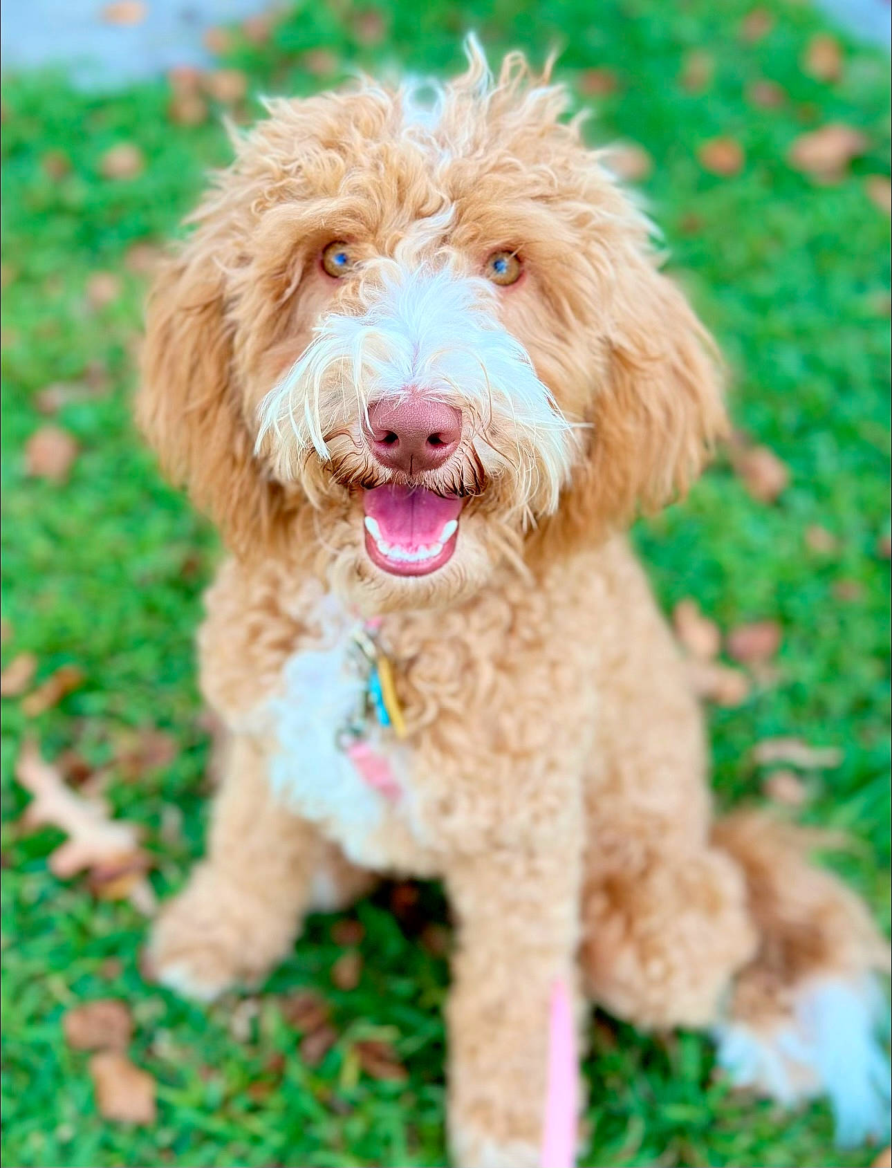 Olive is registered to the contest to win money with this photo: canidae, carnivore, collar, companion_dog, dog, dog_breed, dog_collar, dog_supply, fur, grass, liver, maltepoo, poodle, puppy, snout, sporting_group, terrier, toy_dog, water_dog, working_animal