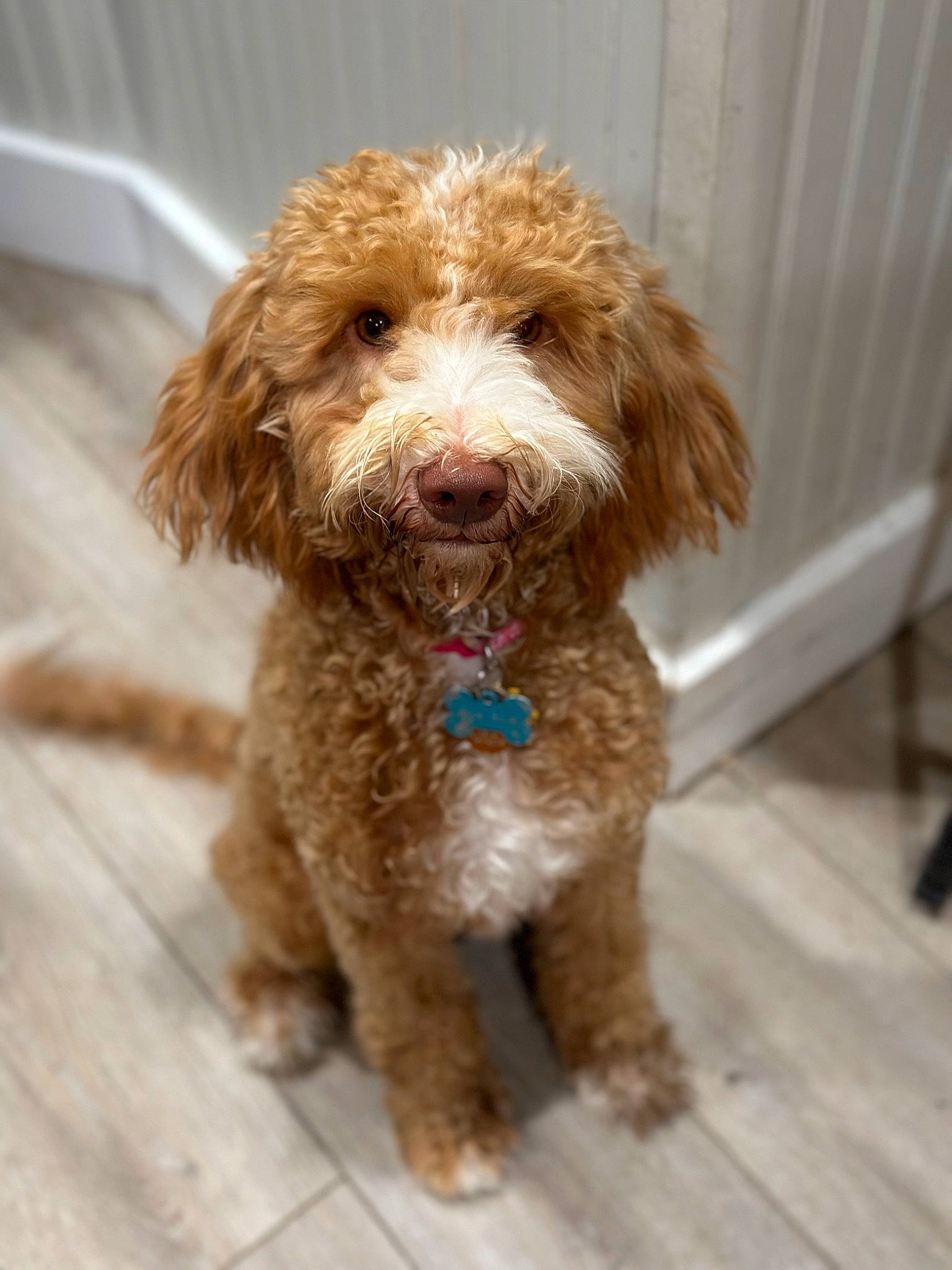 Olive joined the competition — help win amazing prizes! canidae, carnivore, companion_dog, dog, dog_breed, dog_collar, fur, hardwood, labradoodle, liver, non_sporting_group, poodle, poodle_crossbreed, spaniel, sporting_group, terrier, toy_dog, water_dog, wood, working_animal