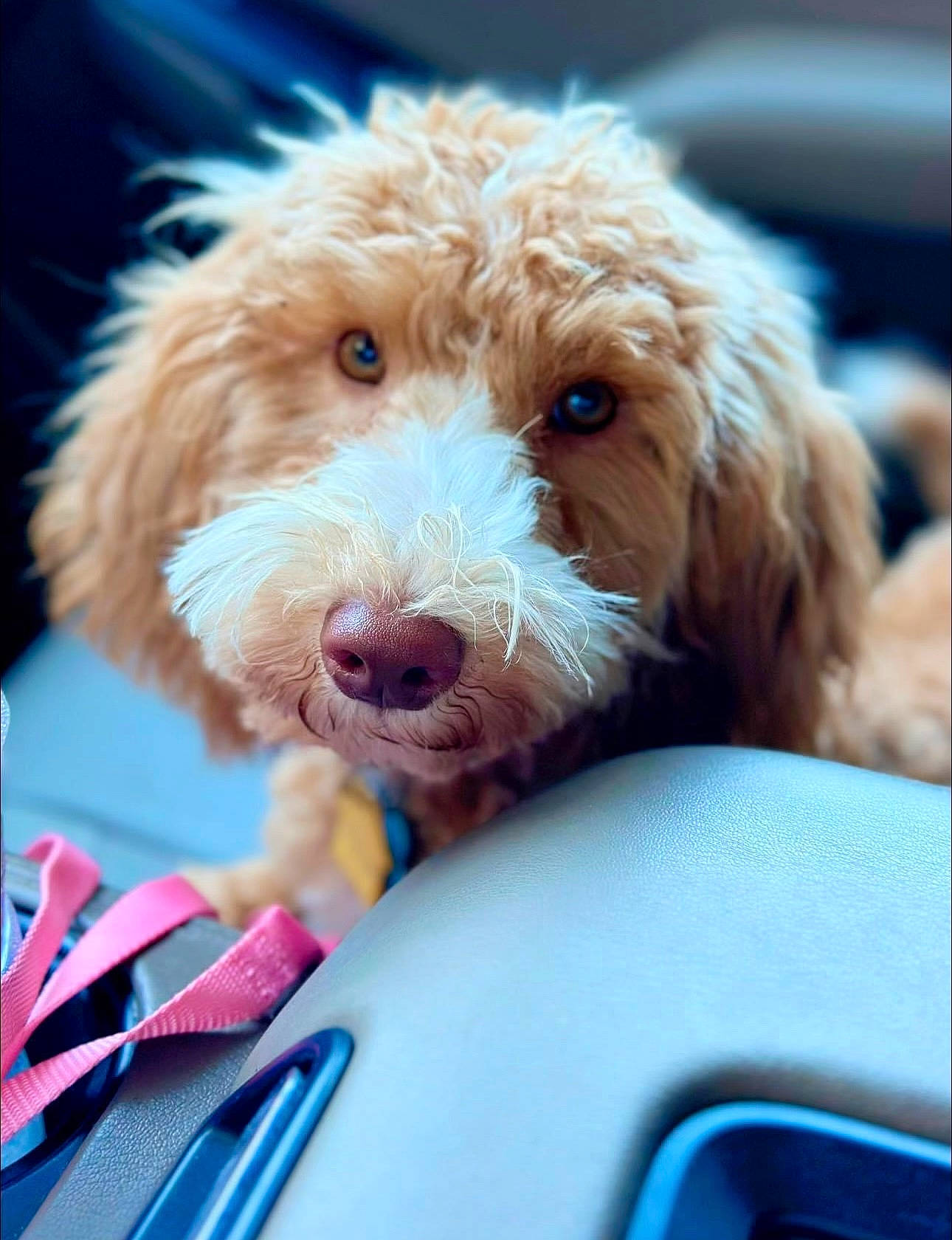 Olive is registered to the contest to win money with this photo: blue, canidae, carnivore, comfort, companion_dog, dog, dog_breed, dog_collar, dog_supply, electric_blue, fur, labradoodle, liver, maltepoo, seat_belt, snout, sporting_group, toy_dog, water_dog
