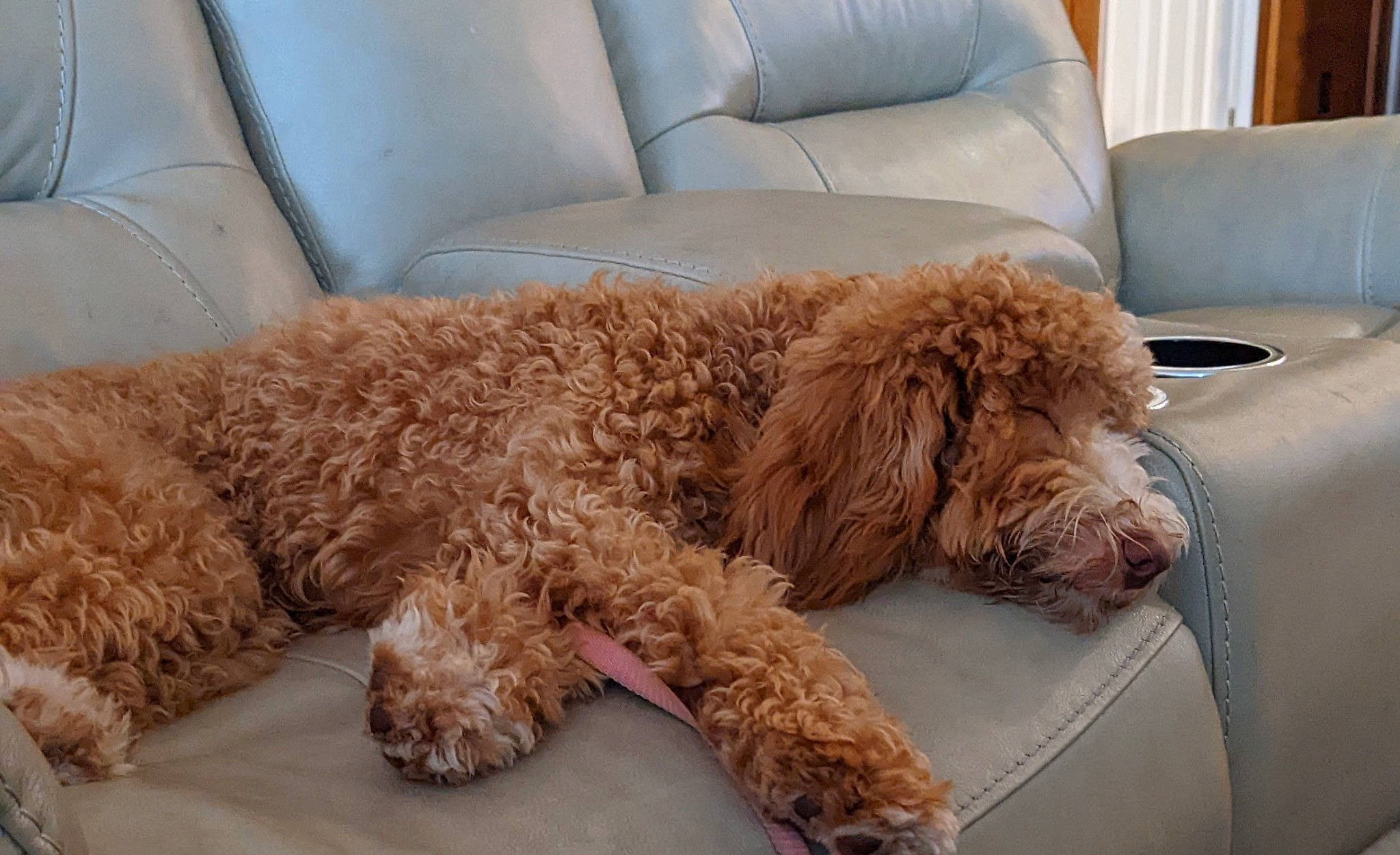 Olive joined the competition — help win amazing prizes! canidae, carnivore, comfort, companion_dog, couch, dog, dog_breed, dog_collar, dog_supply, fawn, fur, labradoodle, liver, mammal, poodle, sporting_group, terrier, toy_dog, water_dog, working_animal