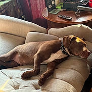 Ozzy And Copper is registered to the contest to win money with this photo: dog, brown_dog, lounge, chair, cushion, indoor, sunlight, relaxing, pet, collar, wooden_table, remote_control, curtains, home_interior, furniture, resting, domestic, cozy, casual, comfortable