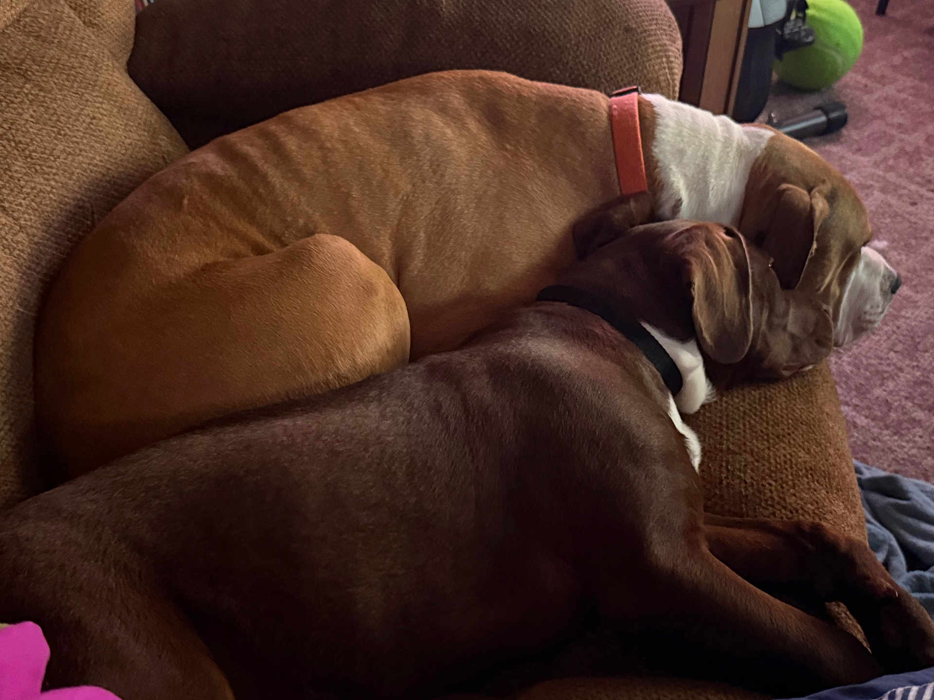 Ozzy And Copper joined the competition — help win amazing prizes! dog, brown_dog, resting, couch, indoor, collar, snuggling, carpet, pet, animal, sleeping, brown_furniture, cozy, relaxing, two_dogs, companion, domestic, fur, side_view, quiet