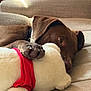 Ozzy And Copper is registered to the contest to win money with this photo: dog, brown_dog, stuffed_toy, red_clothing, couch, indoor, pet, paw, relaxation, cozy, animal, soft_toy, furniture, companion, resting, cute, home, close-up, comfort, nap