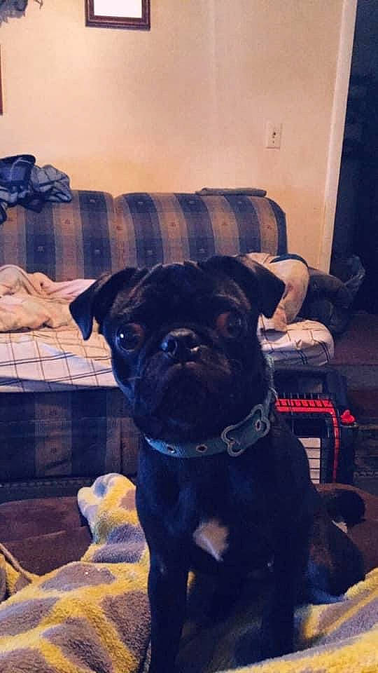 Hearty is registered to the contest to win money with this photo: canidae, carnivore, chair, companion_dog, dog, dog_breed, dog_collar, fawn, flooring, guard_dog, house, non_sporting_group, plant, snout, sporting_group, tints_and_shades, toy_dog, working_animal, working_dog, wrinkle