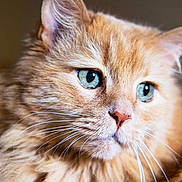 Sandy is registered to the contest to win money with this photo: animal, blue_eyes, cat, close_up, contemplative, cute, domestic_animal, ears, face, feline, fluffy_fur, focused, indoor, nose, orange_cat, pet, portrait, serene, soft_light, whiskers
