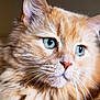 animal, blue_eyes, cat, close_up, contemplative, cute, domestic_animal, ears, face, feline, fluffy_fur, focused, indoor, nose, orange_cat, pet, portrait, serene, soft_light, whiskers