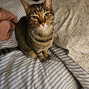 Trix is registered to the contest to win money with this photo: tabby_cat, cat, pet, indoor, bed, striped_bedspread, pillow, floral_pattern, whiskers, feline, curious, fur, domestic_animal, cozy, resting, looking_up, cute, animal, striped, bedroom