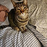 tabby_cat, cat, pet, indoor, bed, striped_bedspread, pillow, floral_pattern, whiskers, feline, curious, fur, domestic_animal, cozy, resting, looking_up, cute, animal, striped, bedroom