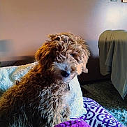 Charlie Brown is registered to the contest to win money with this photo: dog, curly_fur, brown_dog, couch, blanket, pillow, indoor, wall, picture_frames, carpet, furniture, pet, cozy, seated, domestic, living_room, fur, canine, resting, home