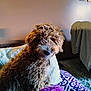 dog, curly_fur, brown_dog, couch, blanket, pillow, indoor, wall, picture_frames, carpet, furniture, pet, cozy, seated, domestic, living_room, fur, canine, resting, home