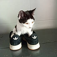 Lou participe au concours pour gagner de l'argent avec cette photo : kitten, cat, black_and_white, shoes, sneakers, adidas, curious, playful, indoor, floor, wall, pet, animal, small, cute, feline, young, looking_away, pair, footwear