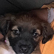 Luna Love joined the competition — help win amazing prizes! puppy, dog, close_up, pet, cute, fur, face, eyes, portrait, animal, domestic_animal, young, snout, whiskers, friendship, companionship, indoors, human_arm, orange_shirt, comfort