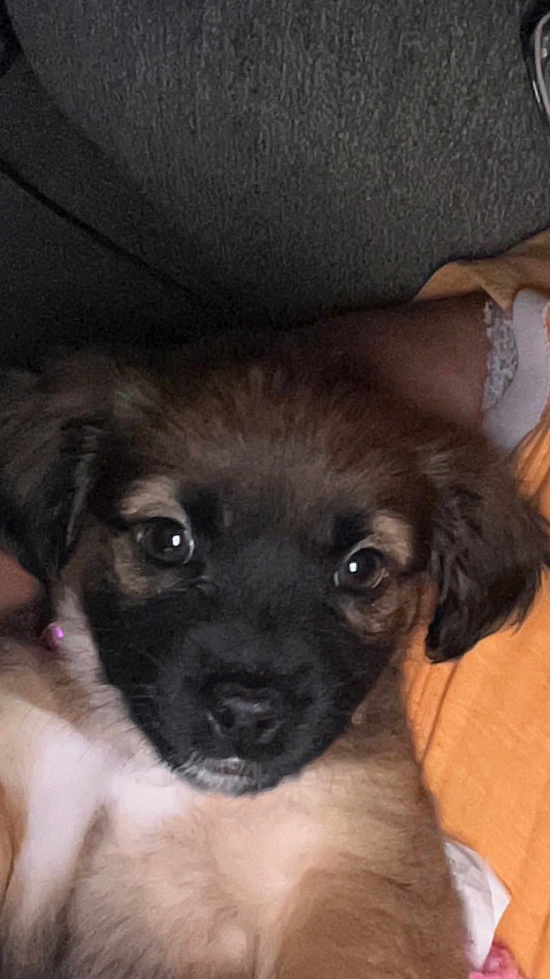 Luna Love joined the competition — help win amazing prizes! puppy, dog, close_up, pet, cute, fur, face, eyes, portrait, animal, domestic_animal, young, snout, whiskers, friendship, companionship, indoors, human_arm, orange_shirt, comfort