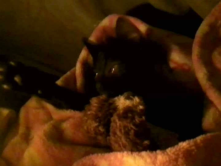 Faith is registered to the contest to win money with this photo: canidae, carnivore, cat, claw, comfort, companion_dog, dog_breed, ear, fawn, felidae, fur, gesture, nap, paw, small_to_medium_sized_cats, snout, sporting_group, terrestrial_animal, thumb, whiskers