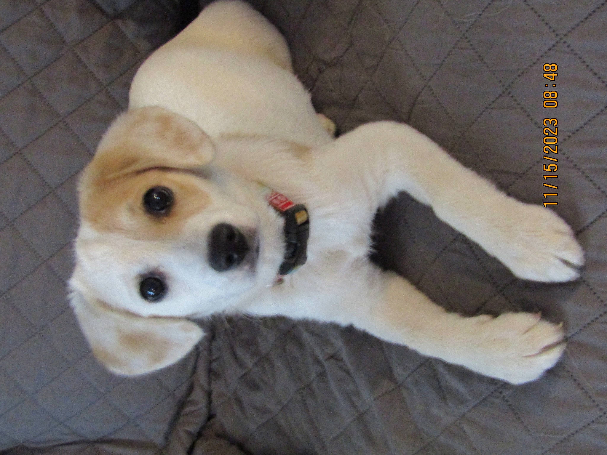 Daisy joined the competition — help win amazing prizes! aircraft, carnivore, claw, collar, comfort, companion_dog, dog, dog_breed, dog_collar, dog_supply, fawn, felidae, fur, paw, small_to_medium_sized_cats, sporting_group, tail, terrestrial_animal, whiskers, working_animal