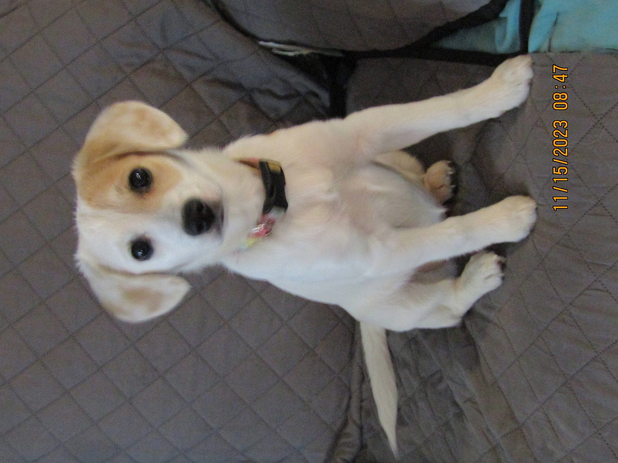 Daisy is registered to the contest to win money with this photo: canidae, carnivore, collar, comfort, companion_dog, dog, dog_breed, dog_collar, dog_supply, fawn, flooring, paw, pet_supply, snout, sporting_group, street_dog, tail, terrestrial_animal, wood, working_animal