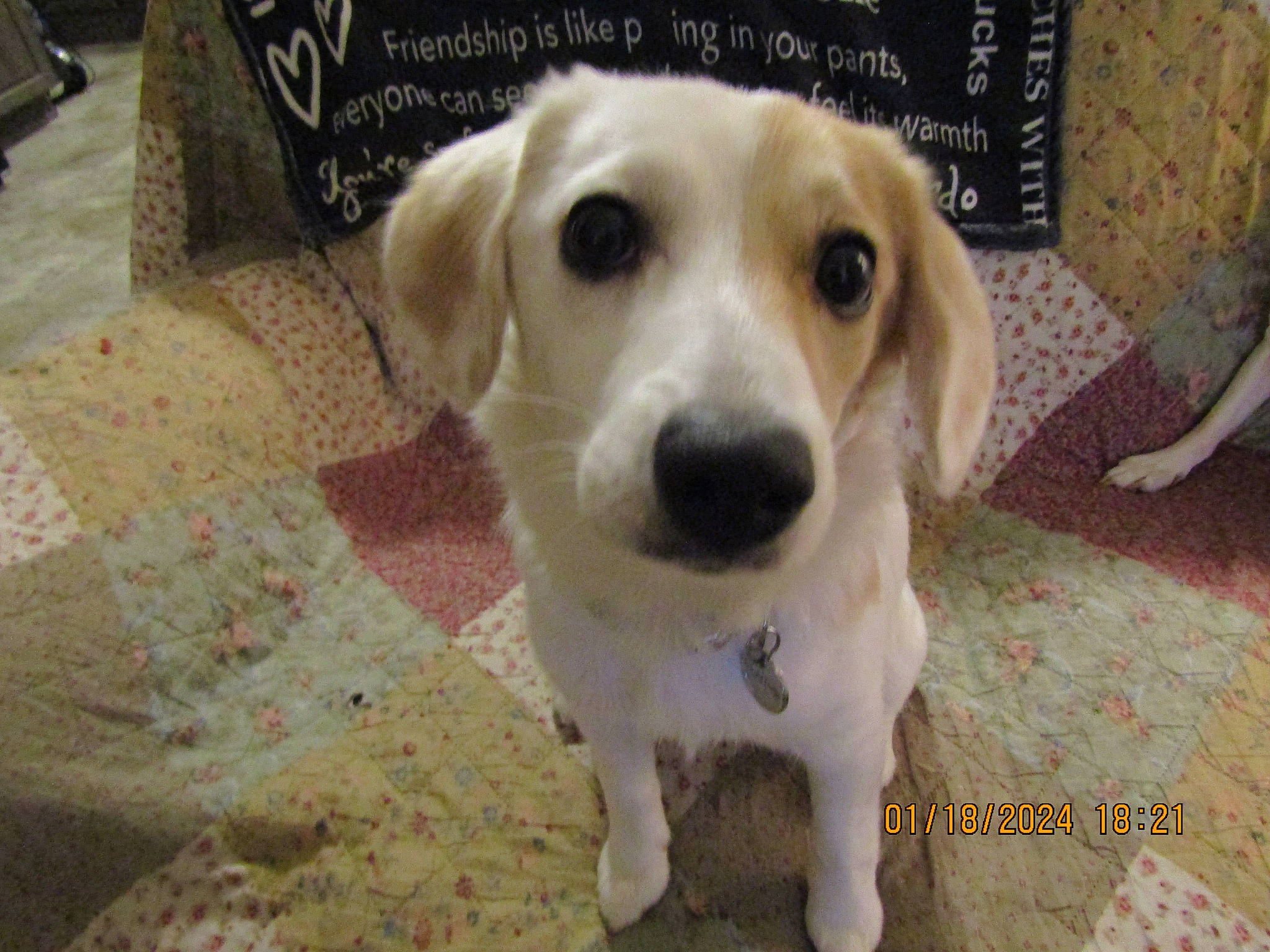 Daisy joined the competition — help win amazing prizes! canidae, carnivore, collar, companion_dog, dog, dog_breed, flooring, hunting_dog, irishjacks, pet_supply, puppy, scent_hound, terrestrial_animal, whiskers, wood, working_animal