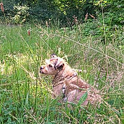 Bonnie participe au concours pour gagner de l'argent avec cette photo : dog, grass, nature, outdoor, sunlight, greenery, tree, wild, canine, fur, serene, daylight, animal, field, leaf, shrub, park, pet, relaxing, summer